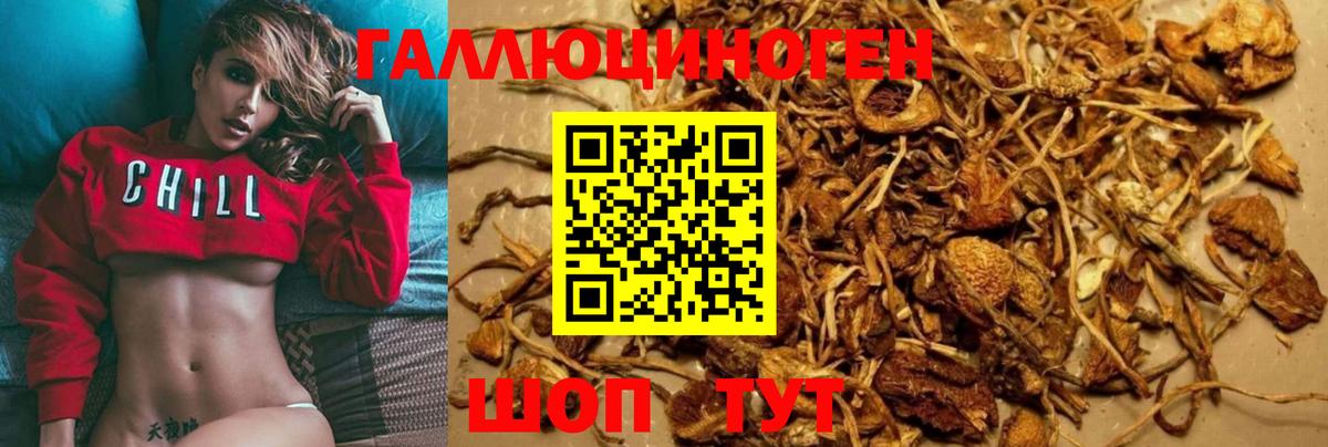 Кимовск  Псилоцибиновые грибы Psilocybe  Вход с VPN  Галлюциногенные грибы прущие грибы 